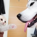 『ハスキー犬に育てられた子猫』→４年後の様子を見てみると…種を超えた『…