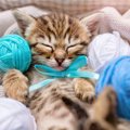 猫からの『信頼度』が丸わかり！5つのチェック項目