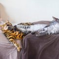 地味に痛い『猫キック』…猫がケリケリしてくるときの3つの理由　やめ…