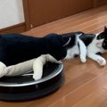 猫ちゃんの愛車『ルンバ』ついにお譲りする時がきた？！