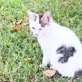 公園にいた目が塞がっている『ボロボロの子猫』を保護→９ヶ月後……"感…