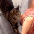 保育園帰りでテレビに夢中な女の子→どうしても構ってほしいネコが…愛おし…