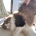 ぽかぽか陽気でのんびりごろごろ♡ダイナミックに寛ぐ猫ちゃん