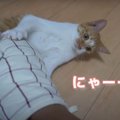 オーブン手袋をつけてなでなで♡猫ちゃんのリアクションは？