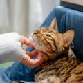 猫を『フレンドリーな性格』に育てるための5つの心得　人馴れしている…