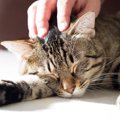 猫が『全く警戒していない時』に見せる仕草や態度6つ♪