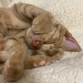 猫が『頭をくっつけてくる』時の心理３つ