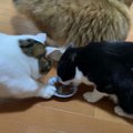 おやつの取り合い！母猫ちゃんの技を受け継いだ息子猫ちゃん