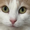 こっそりシンクに入って遊んでいた猫→バレてしまった理由は…床に残された…