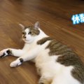 自由！無防備！家猫になった猫さんの日常