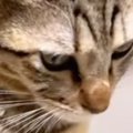 『突然ご飯を食べなくなった猫』→顔をよく見てみたら…『驚きの光景』が84…