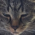 玄関で『香箱座り』をしていた猫…違和感がすごすぎる『まさかのフォルム』…