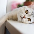 猫が退屈を感じている時にする仕草や行動４つ