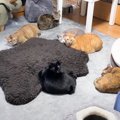 猫8匹がいる家で『こたつ』を開放した結果…可愛さ爆発の『たまらない…