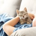 猫を初めて迎える初心者が知っておきたい飼い方やコツ、飼いやすい猫…