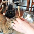 ４匹のネコたちを『たくさんほめて育てた』結果…愛情がこもった『尊い恩返…