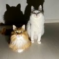 【話題】愛猫を動物病院へ連れて行った結果…『ヒエッ！』