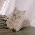 カーテンの向こう側にいた子猫→『おいで』と合図を送った結果…直後の…