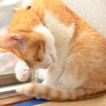 猫が寝るときにする『ナイトルーティン』7選　眠くなってきたサイン？行動…