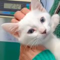 動物病院での診察中、ママにすがりつく子猫→成長した結果…愛おしすぎる『…