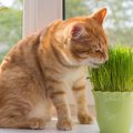 猫草ってなに？猫草の役割と７つの注意点