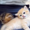 ぬいぐるみのような子猫→膝の上でくつろぎはじめ…愛おしくて『ずっと見て…