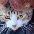猫のことを後ろから『ギュー』と抱きしめたら…『怒り方』が可愛すぎると39…