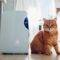 猫のいる部屋に『空気清浄機』は必要？使うメリットや選び方、使用する際…