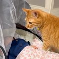赤ちゃんと初めて出会った猫２匹→心配で見ていたら…予想外の『素敵すぎる…