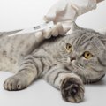 猫の『体温調節』にまつわる6つの話　なぜ汗でべったりしないの？鼻で温度…