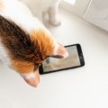 「ママの声だ！」電話から聞こえる懐かしい飼い主の声に、大興奮の保…