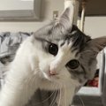 猫が『遊びたいニャ』とお誘いしてくる時の行動3つ