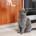 猫の食器洗剤おすすめ商品と使い方、人間用を使わない方が良い理由まで