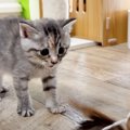 子猫が『はじめての猫じゃらし』を見た結果…思わずとってしまった『可…