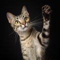 猫が前足で「バシッと叩く」5つの心理　殴ったね！？と怒る前に知って…