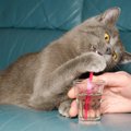 猫はなぜストローをカミカミしてしまう？5つの理由