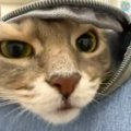 『動物病院』に連れてこられた猫→キャリーバッグからそっと顔を出して…