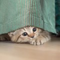 猫が室内で「隠れやすい」3つの場所！その理由と注意点とは？