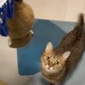 猫が『大切にしているぬいぐるみ』を洗濯した結果…「愛を感じる」「大…