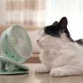 本格的に暑くなる前に…愛猫のためにやるべき『暑さ対策』4選