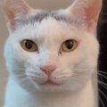 猫に『ウナーして』と声をかけてみると…たまらなく可愛い『やり取り』が36…