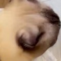 小さめのゴミ箱に『猫が入ろうとした』結果…思わず笑ってしまう『入り方』…