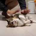 トイレハイ？猫ちゃん喜びのうにゃうにゃ♡