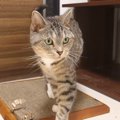 猫ちゃん、過去の過ちをまた繰り返す