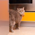 猫が『困ったスプレー行為』をしてしまう5つの理由　やめさせるための…