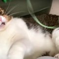 遊んでもらえて楽しいのに！？ショックを受けてしまった息子猫くん