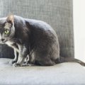 王族だけが飼うことを許された3種の猫『シャム・バリニーズ・コラット…