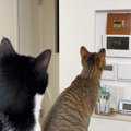 ハト時計を真剣に見つめる2匹の猫→『理由』が……あまりにも『賢すぎる…
