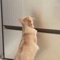 冷蔵庫を一人用からファミリー用に買い替え→猫が見ていると思ったら……