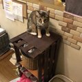 便利も兼ねたキャットタワー